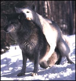 wolf knot|wolf breeding human female.